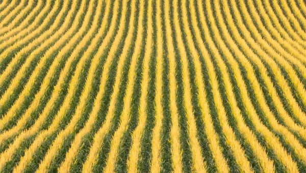 Aerial drone view of tasseled corn rows curving toward the horizon