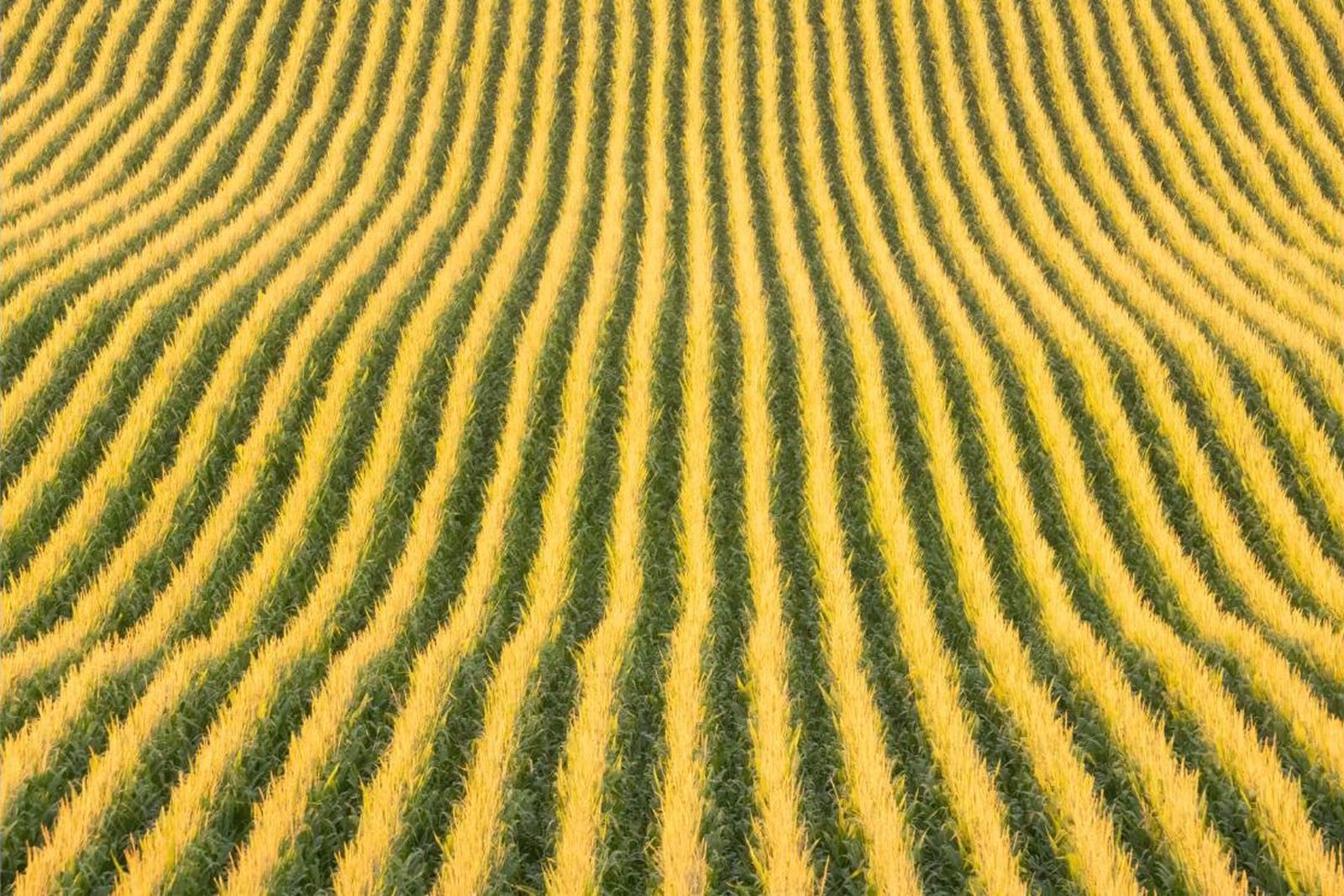Aerial drone photograph of tasseled corn rows sweeping toward the horizon on a large row-crop operation